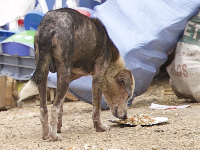 Stray Feeding Program